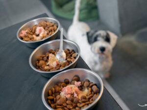 Free Pet Food Distribution: Ensuring Every Pet Has a Full Belly