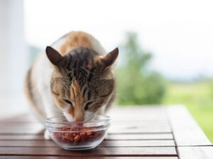 Discovering Woody’s Pet Food Deli: A Haven for Your Pets