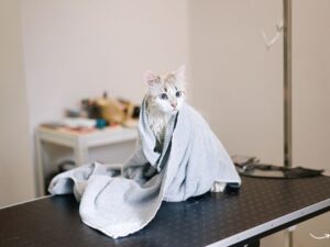 The Ultimate Guide to Pet Grooming: Keeping Your Furry Friends Happy and Healthy