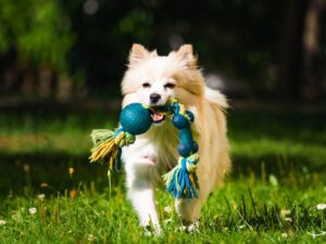 Main Line Animal Rescue: A Lifeline for Animals in Need