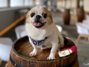Trinity Oaks Pet Wellness: Ensuring the Health and Happiness of Your Furry Friends
