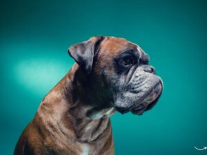 Animal Shelters: A Beacon of Hope for Homeless Pets