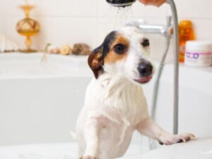 Renee’s Pet Grooming: The Ultimate Guide to Pet Care