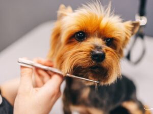 The Ultimate Guide to Frisco Pet Grooming