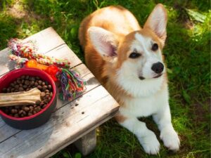 The Joy and Responsibility of Pet Sitting: A Complete Guide
