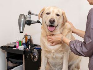 Montgomery County Animal Shelter: A Guide to Rescuing and Adopting Pets in Need