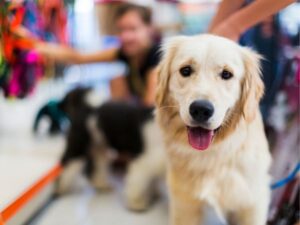 Companion Animal Hospital: A Comprehensive Guide