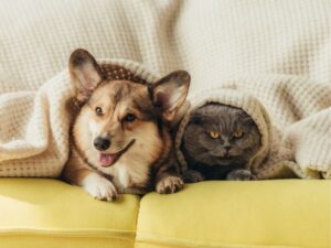 Animal Rescue: Saving Lives One Paw at a Time