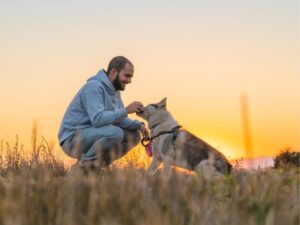 Orange County Animal Shelter: A Safe Haven for Pets in Need