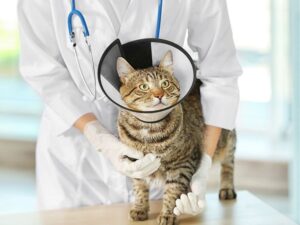 Compassion Meets Expertise: Discovering the Best Animal Care Clinic Huntsville AL Has to Offer