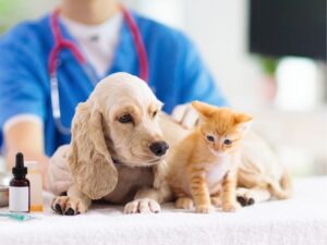 Animal Shelter: A Haven for Pets and a Hope for Humanity