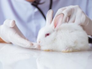The Ultimate Guide to Finding the Perfect Pet Sitter