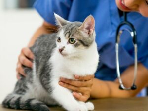 Bringing Plush to Life: The Charm of a Stuffed Animal Adoption Certificate