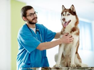 Best Friends Animal Hospital: Where Your Pet’s Health Comes First