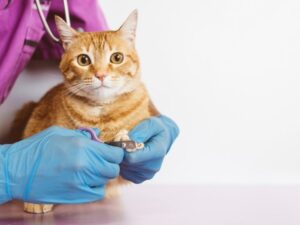 Carolina Pet Care: Exceptional Services for Your Furry Family Members