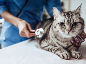 Animal Clinic: A Comprehensive Guide to Your Pet’s Health and Wellness