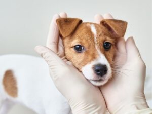 Simi Valley Animal Urgent Care: Providing Immediate Medical Attention for Your Pets