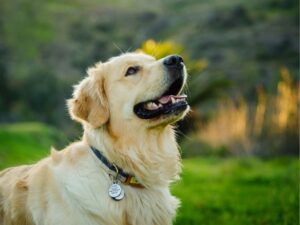Paws, Claws, and Careers: Exploring the World of Wild Animal Rescue Jobs