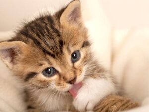 Everything You Need to Know About an Animal Medical Clinic