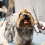 Dog grooming