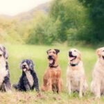 gut health in dogs