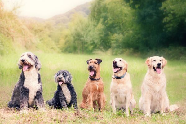 gut health in dogs