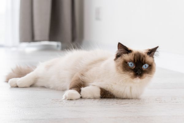 cat breeds for allergies