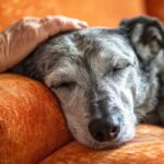 gentle giant dog breeds