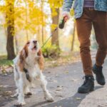 dog barking solutions