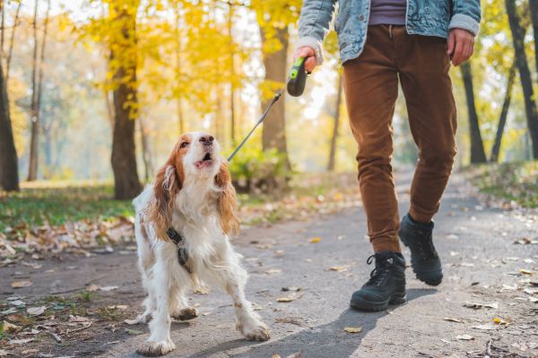 dog barking solutions
