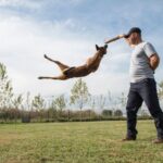 obedience classes for dogs