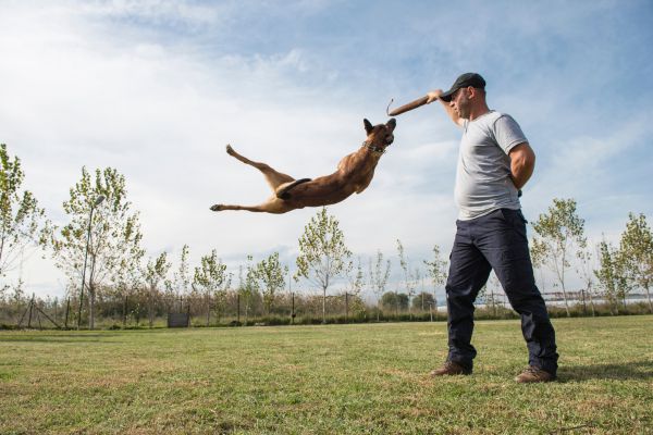 obedience classes for dogs