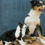 rescuing stray animals responsibly