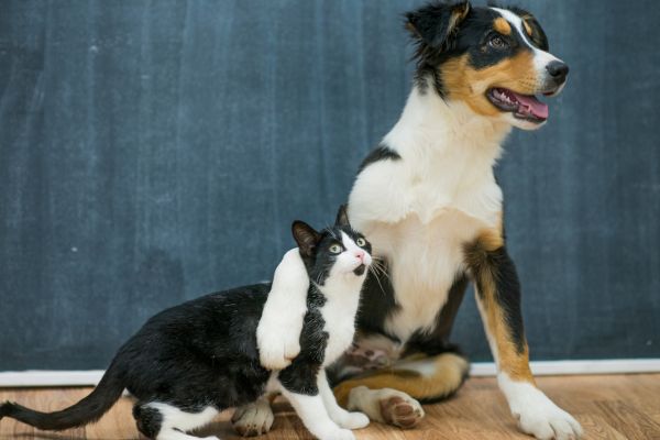 rescuing stray animals responsibly