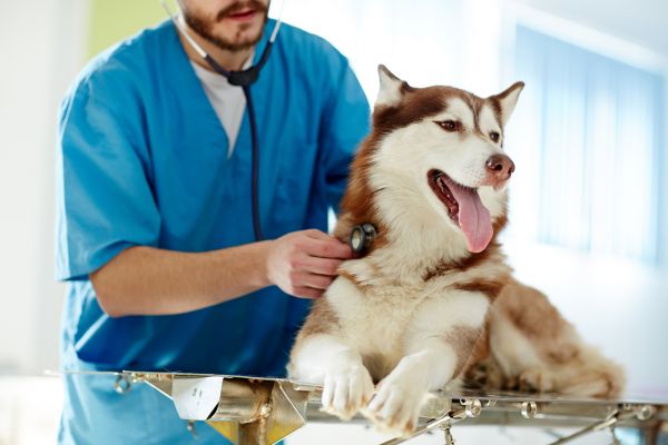 what is covered by pet insurance