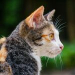 choosing exotic rodents as pets