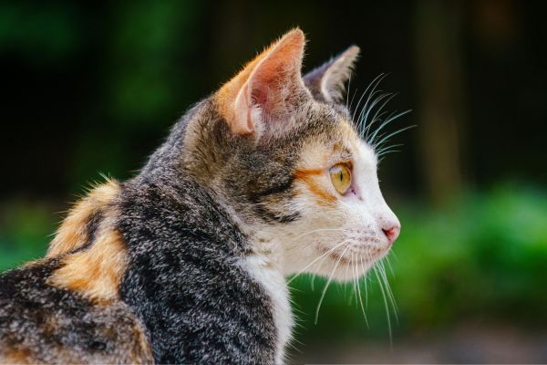 choosing exotic rodents as pets