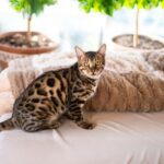 exotic pets that don’t require permits