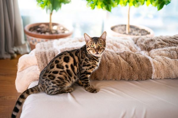 exotic pets that don’t require permits