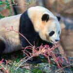 Endangered mammals