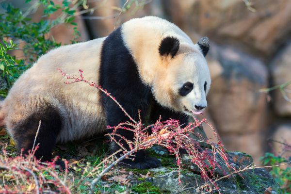 Endangered mammals