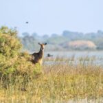 Wildlife photographers