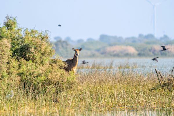 Wildlife photographers