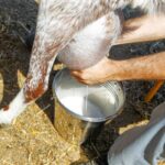 breeding goats for milk production