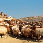 sheep breeding management