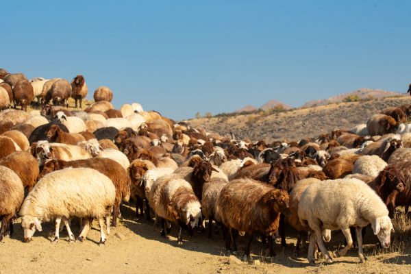sheep breeding management