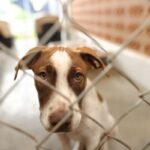 animal shelter donation ideas