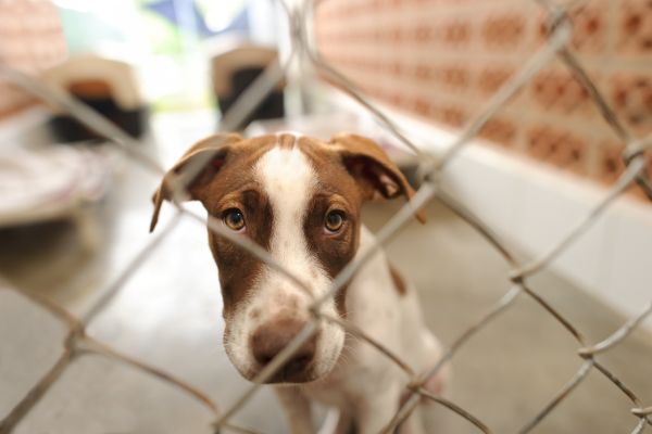animal shelter donation ideas