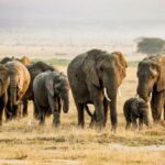 Wildlife conservation ethics