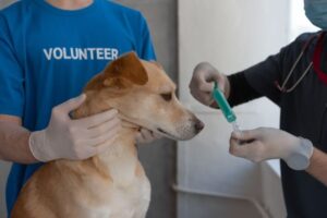 Core Vaccines Dogs Need: A Complete Vaccination Schedule